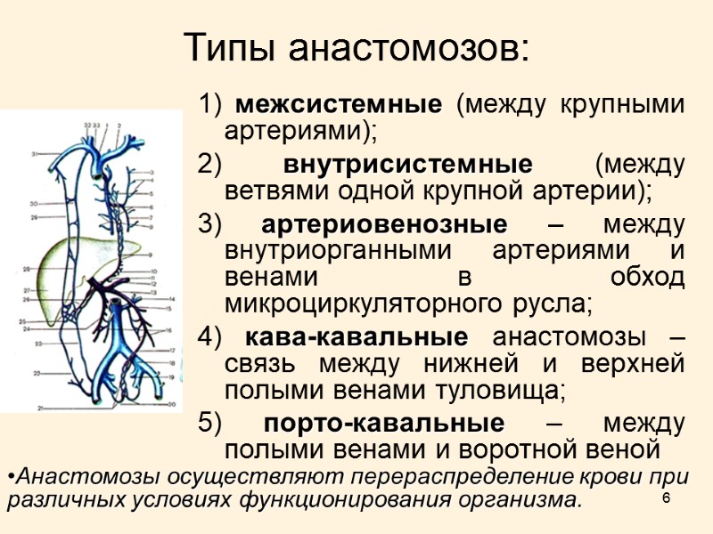 6 Типы анастомозов: 1) межсистемные (между крупными артериями); 2) внутрисистемные (между ветвями одной крупной